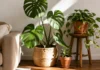 I Had 14 Plants and My Apartment Looked Like a Waiting Room. Here’s What Fixed It. Three houseplants grouped in an apartment corner — monstera, pothos on wooden stool, and terracotta succulent — with natural morning light